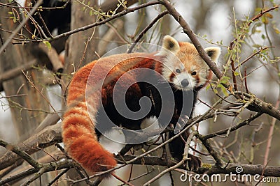 Red panda Stock Photo