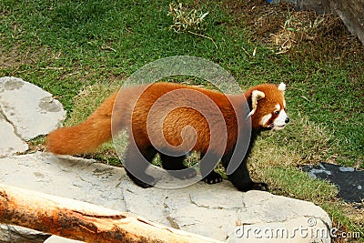 Red panda walking Stock Photo