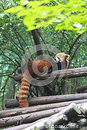 Red Panda at the zoo in Chengdu, China Stock Photo