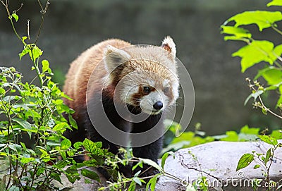 Red Panda at the zoo in Chengdu, China Stock Photo