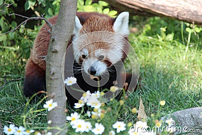 red panda in a zoo in vienna (austria) Stock Photo