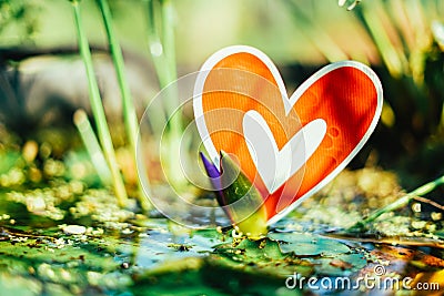 Red paper hearts on the swamp. Stock Photo