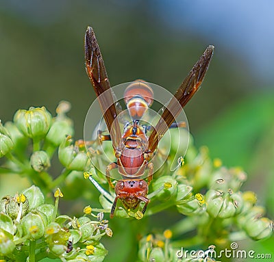 Red paper wasp polistes dorsalis Stock Photo