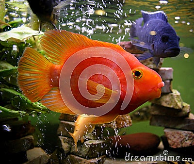 Red parrot fish Stock Photo