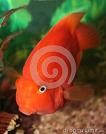 Red parrot fish. Stock Photo