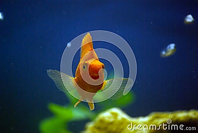 Red parrot fish and bubbles Stock Photo