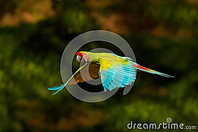 Red parrot in fly. Great Green Macaw, Ara ambigua, in tropical forest, Costa Rica, Wildlife scene from tropic nature. Blue and gre Stock Photo
