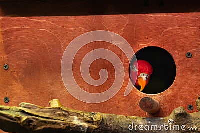 Red parrot looks out of a wooden birdhouse Stock Photo