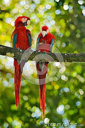Red parrot pair love in dark green vegetation. Scarlet Macaw, Ara macao, in tropical forest, Brazil. Wildlife scene from nature. Stock Photo