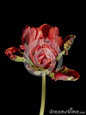 Red Parrot Tulip isolated on black background Stock Photo