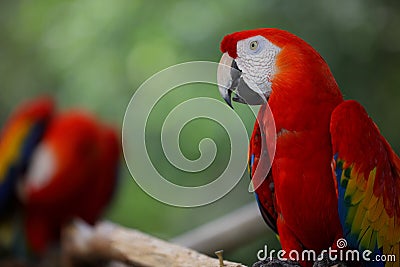 Red Parrott in nature Stock Photo