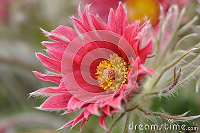 Red pasqueflower Stock Photo