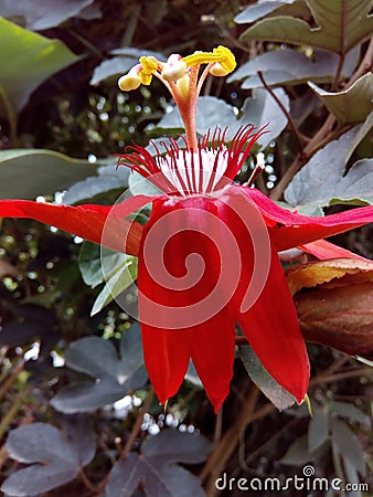 Red passiflora flowers Stock Photo