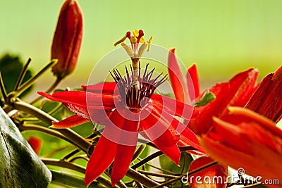 Red Passion Flower Stock Photo