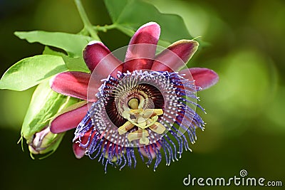 Red Passion Flower Red Star Stock Photo