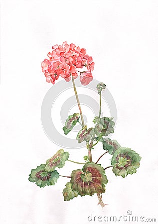 Red pelargonium flowers Stock Photo