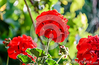 Red Pelargonium, Geraniums flowers, close up, green bokeh blur Stock Photo