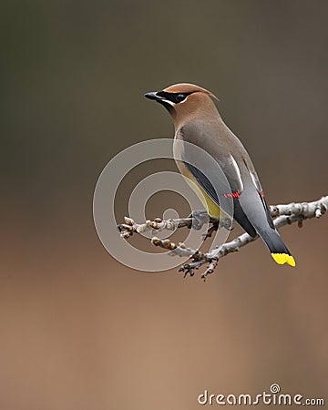 Red Pens (Cedar Waxwing) Stock Photo