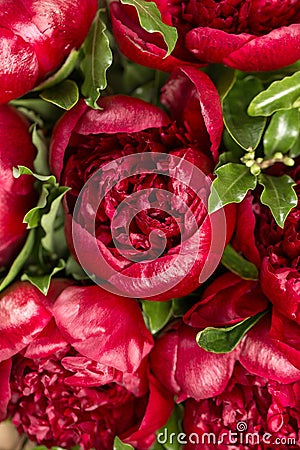 Red peonies in vase. retro styled photo. close-up Stock Photo