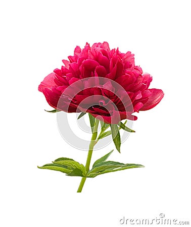 Red peony Stock Photo