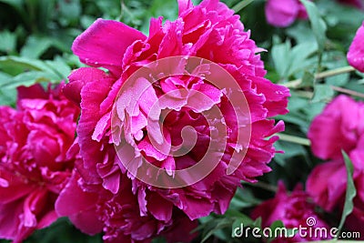Red Peony Bloom w/Raindrops 2020 4B Stock Photo