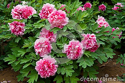 Red peony flower Stock Photo