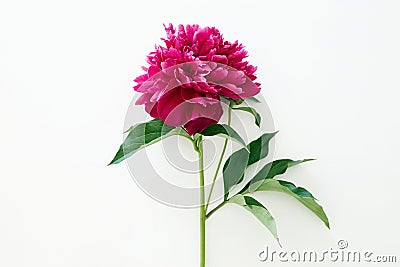 Red peony flower. Beautiful Flower still life Stock Photo