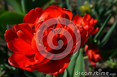 Red peony flower Stock Photo