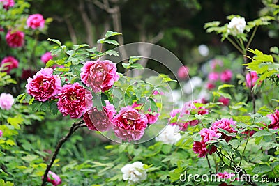Red peony flower . Floral, oriental Stock Photo