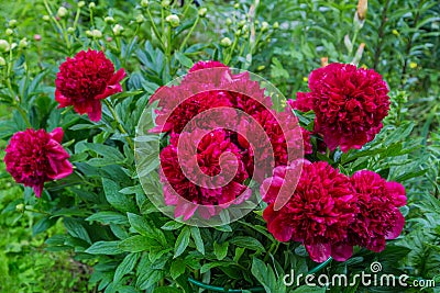 Red Peony albiflora x Paeonia officinalis `Red Charm` in the garden, macro photo Stock Photo