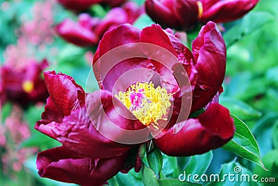 Red peony in garden Stock Photo