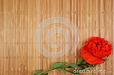 Red peony poppy papaver on a bamboo background . Stock Photo