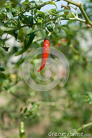 Red pepper Stock Photo