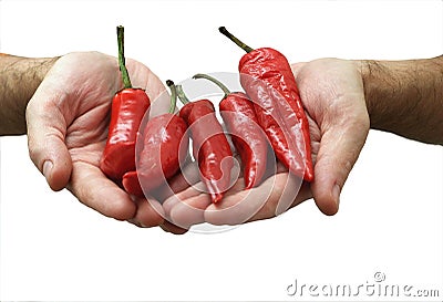Red pepper in a hands isolated Stock Photo