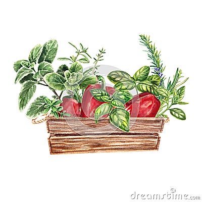 Red pepper and Provencal herbs: basil, rosemary, cumin, marjoram. Farm style. harvest, agriculture, Watercolor illustration is Cartoon Illustration