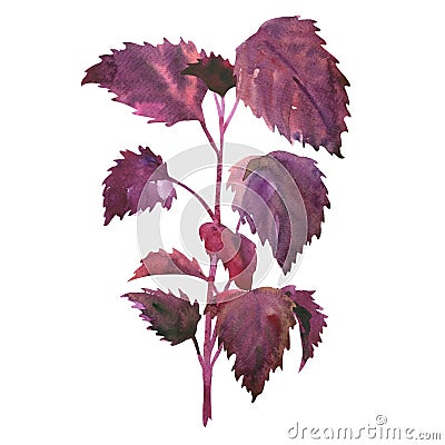 Red perilla, Perilla frutescens, crispa, twig of Shiso, Japanese plant, close-up, isolated, hand drawn watercolor Cartoon Illustration