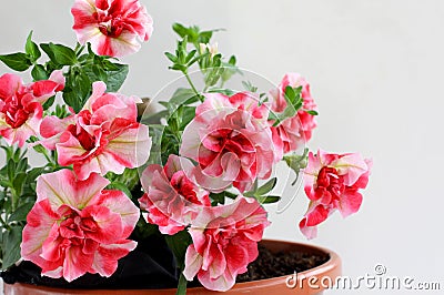 Red petunia flowers in a pot on a balcony Stock Photo