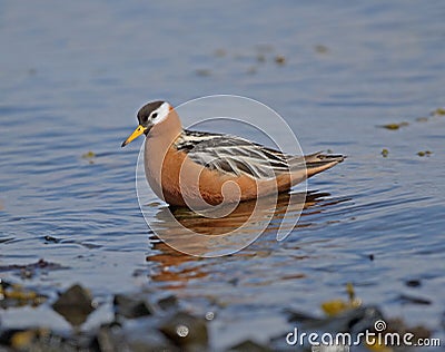 Red Phalarope (Grey Phalarope) Stock Photo