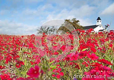 White Country Church in Field of Red Phlox Stock Photo