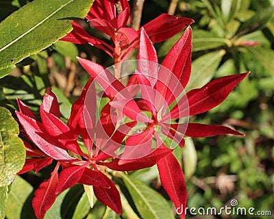 Red Pieris japonica Leaves Stock Photo