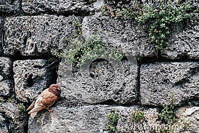 Red pigeon nestling on a stone wall Stock Photo