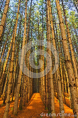 Red Pine Forest Grove of Trees Stock Photo
