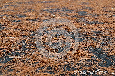 Red pine needles on wet asphalt as backdrop. Fall of foliage in autumn Stock Photo