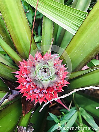 Red pineapple in Sri Lankan Stock Photo
