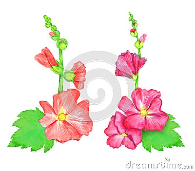 Red and pink Alcea rosea common hollyhock, mallow flower stem with green leaves and buds, isolated hand painted watercolor Cartoon Illustration