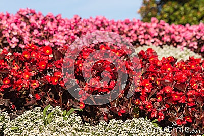 Red and pink begonias flowerbed Stock Photo