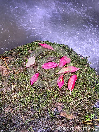 Red pink broken branch leaves in streem. Fallen leaves on boulder Stock Photo