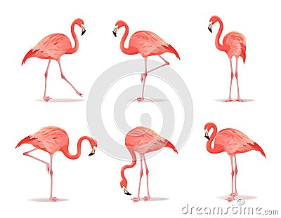 Red and pink flamingo set, vector illustration. Cool exotic bird in different poses decorative design elements Vector Illustration