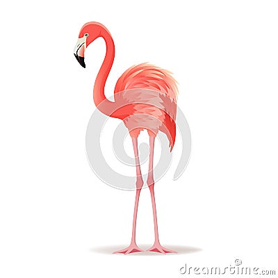 Red and pink flamingo vector illustration. Cool exotic bird standing, decorative design elements collection. Flamingo Vector Illustration