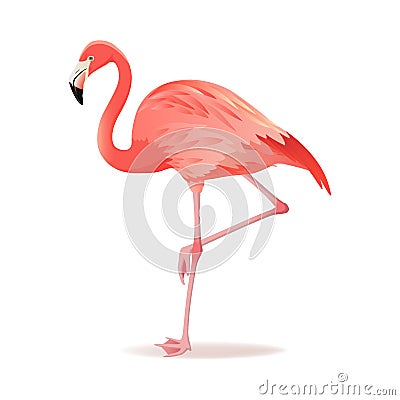 Red and pink flamingo vector illustration. Cool exotic bird standing, decorative design elements collection. Flamingo Vector Illustration